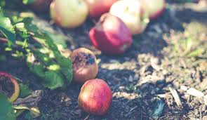 Why we should avoid wastage of food